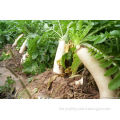 Chinese Vegetable Seeds High Yield White Red Green Radish Seed For Growing